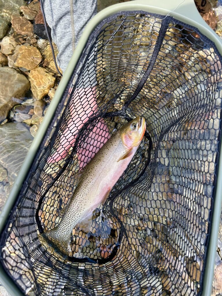 A vibrant trout safely caught in a fishing net beside a rocky stream in Saint Regis, MT.